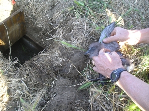 Image of human removing auklet check from nest