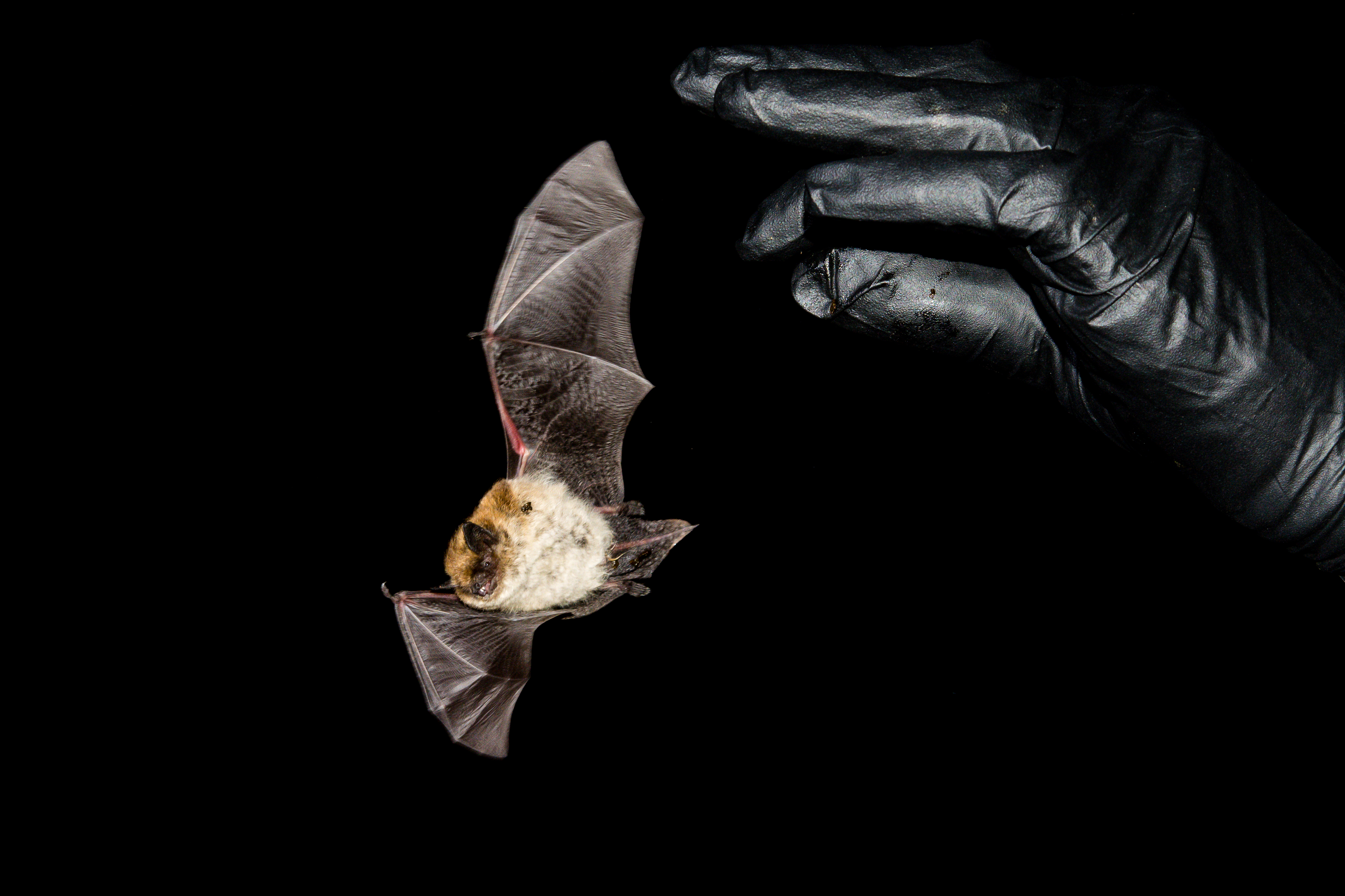 image of bat being released from gloved hand