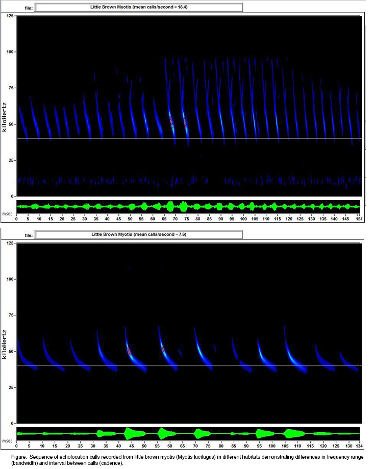 Sound spectrogram of little vbrown myotis calls with kilohertz on the verticle scale and milliseconds on the horizontal scale