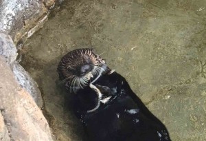 image of sea otter floating on it's back while eating