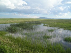 Image of Wyoming Toad habitat at Mortenson Lake National Wildlife Refuge. 