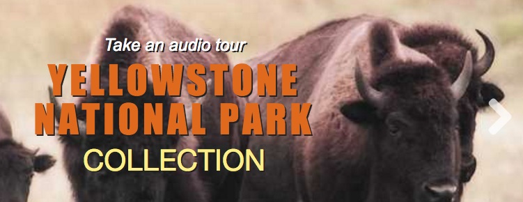 Image of bison with title take an audio tour Yelllowstone National Park Collection