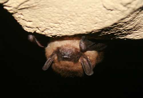 Image of big brown bat hanging from cave roof