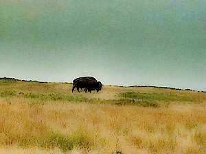 image of american bison