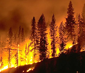 Image of forest fire buring at night