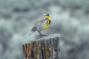 meadowlark singing on top of fence post