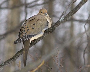 mourning dove resting on tree branch