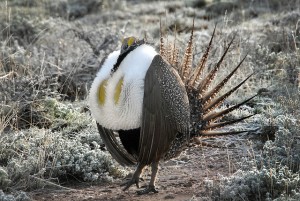 Male Sage Grouse in courtship display