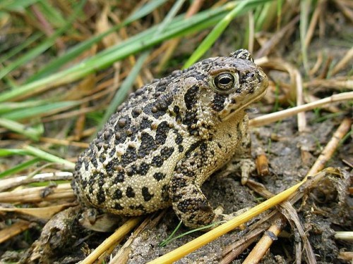 image of Wyoming Toad