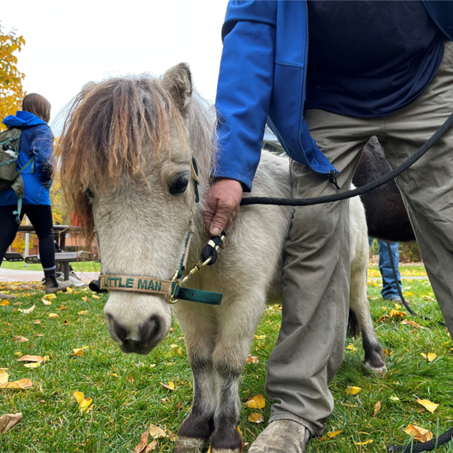 Photo of a mini horse