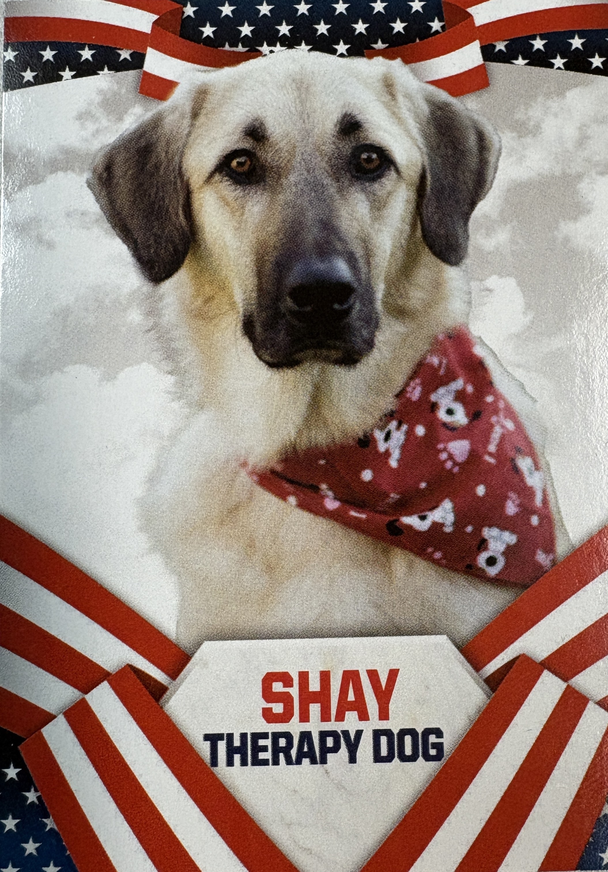 Photo of Shay the dog