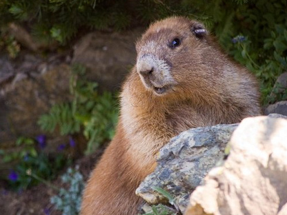 Olympic Marmot