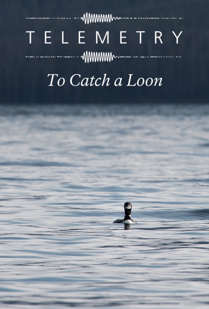 image of loon swimming on lake