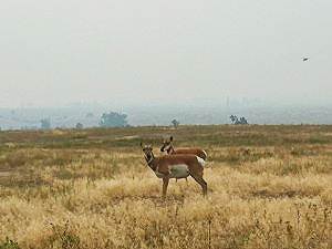 image of pronghorn antelope