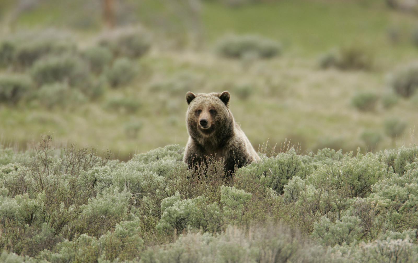 image of grizzly bear sitting in sage brush