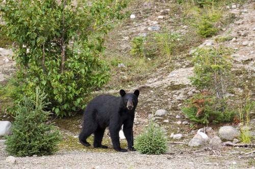 image of black bear