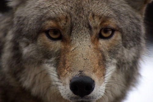 image close up of coyote face