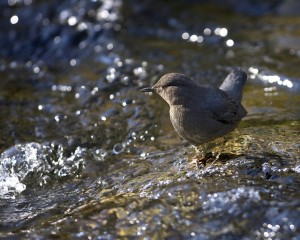 American Dipper standing on a rock in a stream
