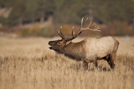 image of bull elk calling
