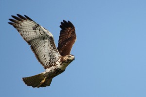 image of red-tailed hawk in flight