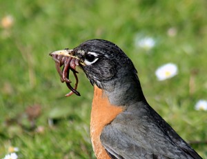 image of robin with earthworms in beak