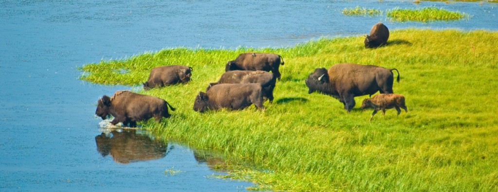 Image of bison crossing a river