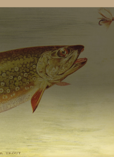 Illustration of a Trout