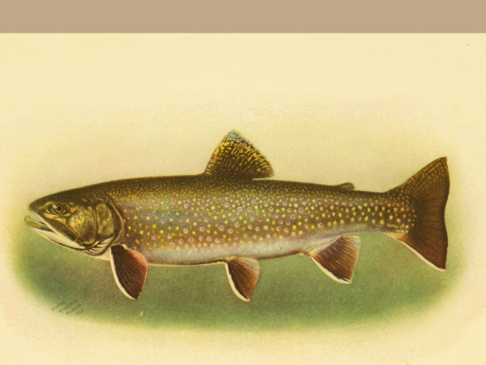 Illustration of a rainbow trout