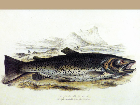 Illustration of a Trout