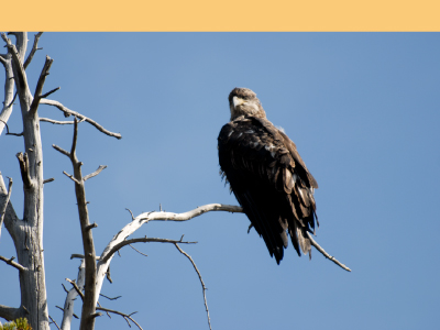 Photo of an eagle sitting on a branch