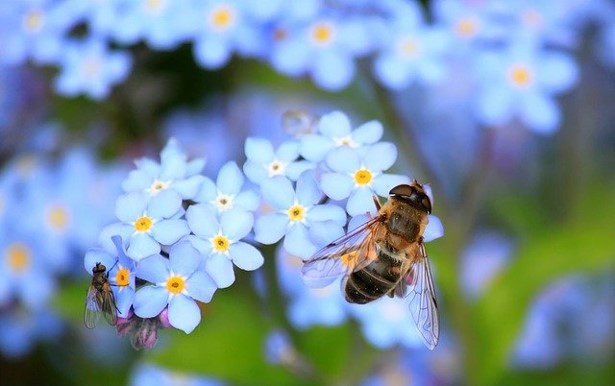 A photo of two bees on a forget-me-not flower. 